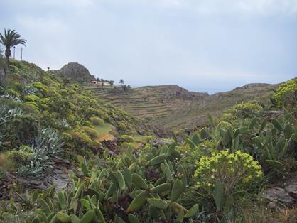Chumberas, pitas y tabaibas en el pequeño Barranco del Sao