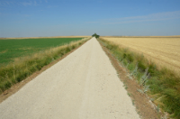 El camino entre cultivos cerealistas de Tierra de Campos
