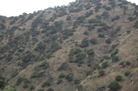 Sabinar canario (Juniperus phoenicea var. canariensis)